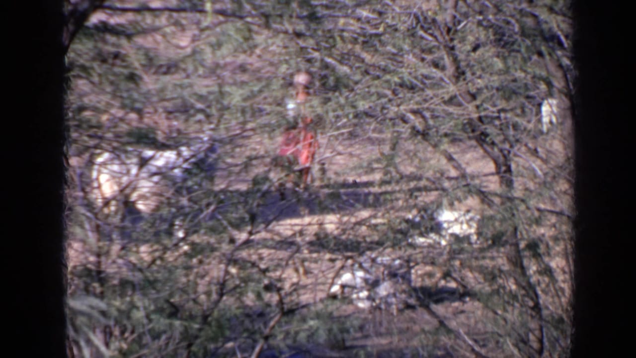 Woman in red clothing walks through dry trees with a white ox nearby.