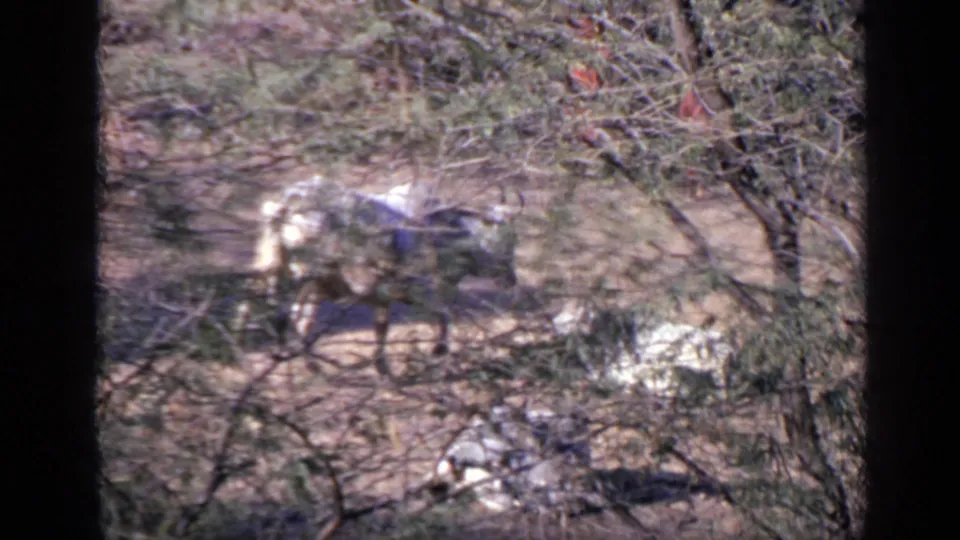 A white ox appears partly obscured by trees in 1970 India footage, with the wooded ground and foreground branches soft and grainy.