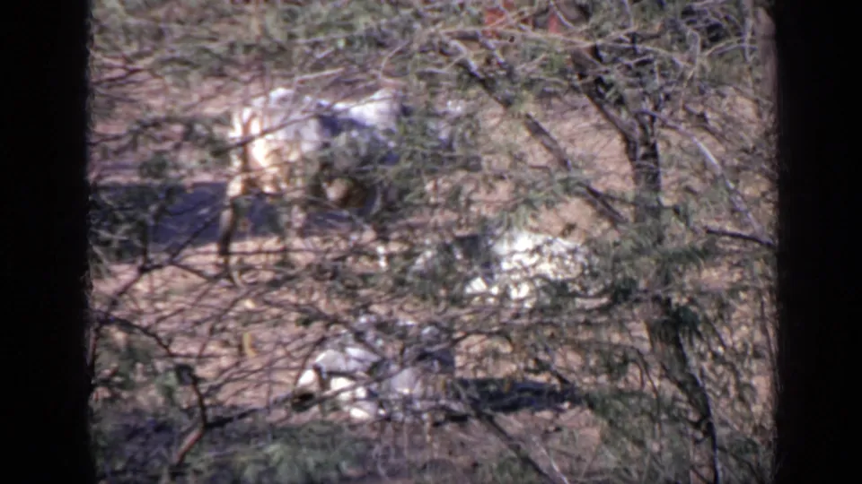 The white ox remains visible through a screen of dry branches in the 1970 India home-movie frame, with heavy grain and shadowed foreground edges.