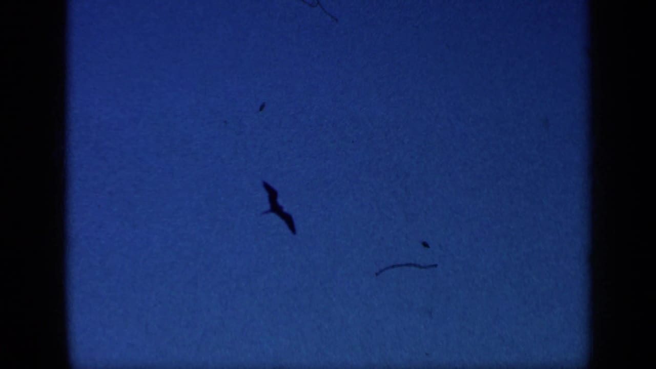 Dark bird silhouette flying against a deep blue sky with film gate edges.