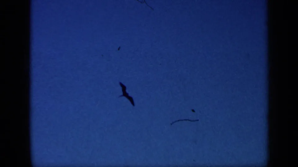 Bird silhouette crosses a deep blue sky in 1962 Cuba 8mm home-movie footage, framed by dark film gate edges.