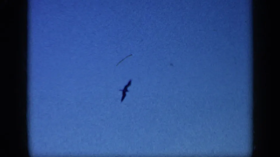 A distant bird silhouette appears against blue sky in the Cuba 1962 home-movie scan, with visible dust and gate edges.