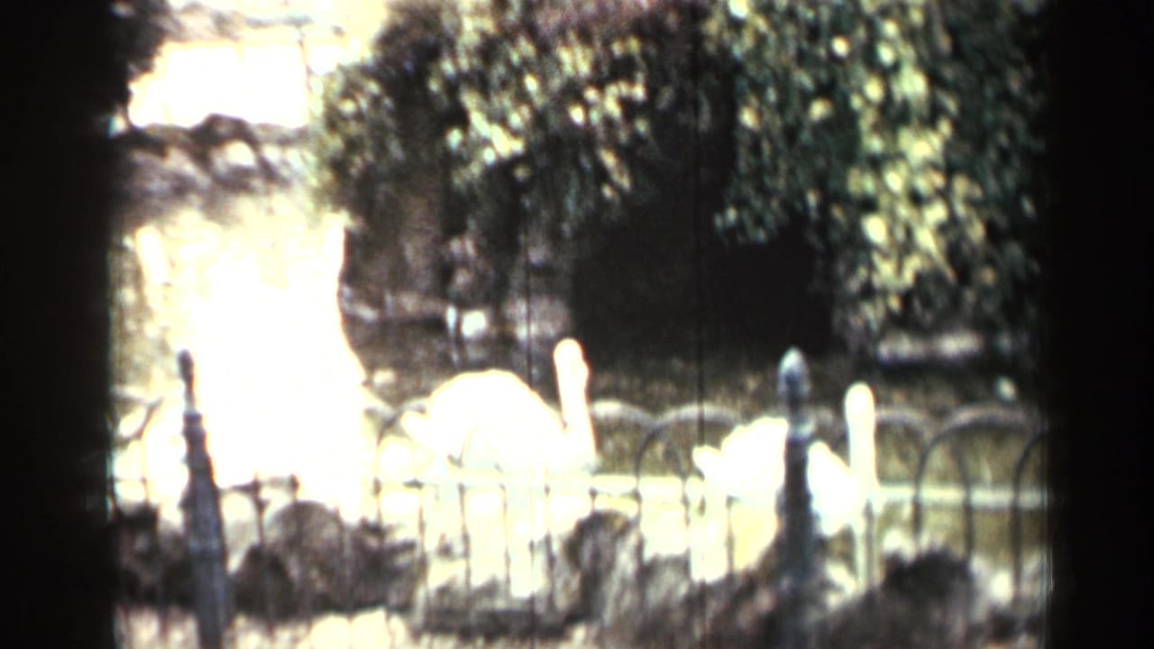 White swans near a small pond and decorative fence, partly obscured by dark frame edges.