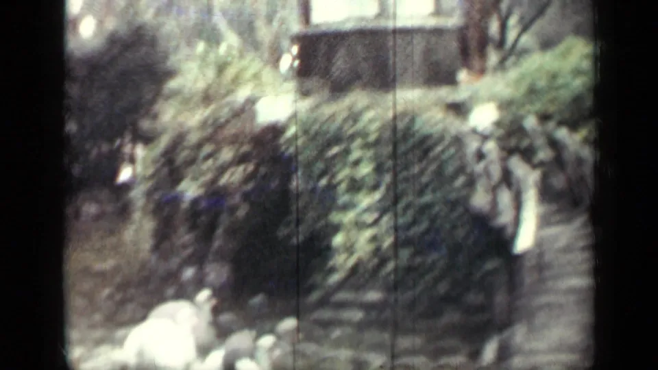 1962 Cuba home-movie frame of two white swans on a small pond, surrounded by shrubs, a path, and soft garden background detail.