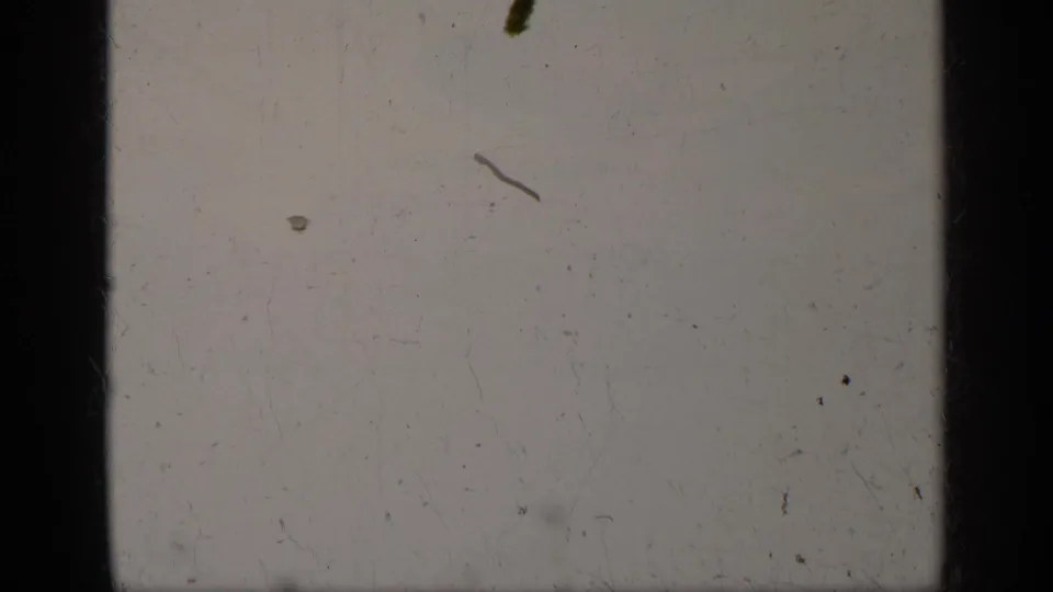 A washed, low-detail 8mm frame from the clip, showing film dust, scratches, and dark gate edges with only indistinct background forms.