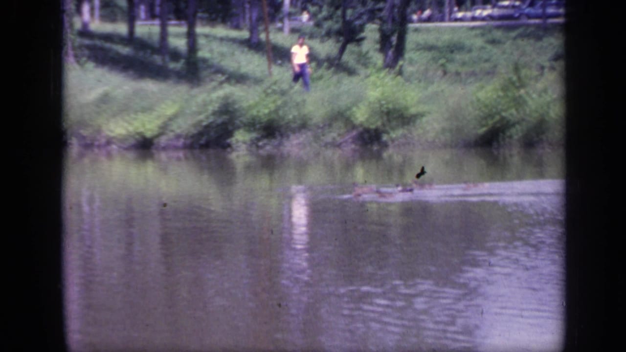 Ducks swimming near the far bank with a man walking behind them among trees and grass.