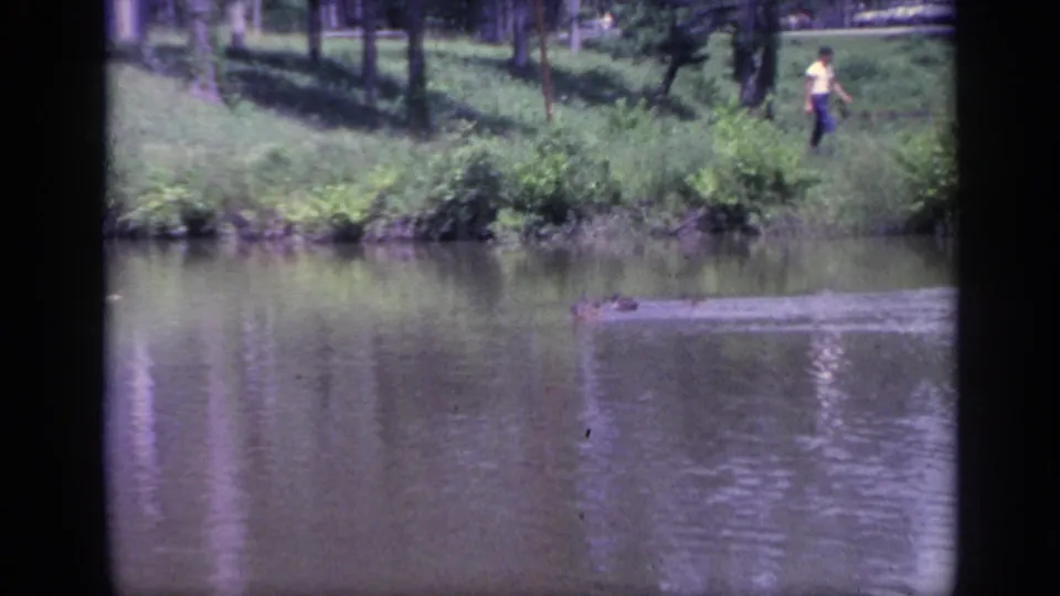 1968 Florida 8mm frame of a pond, grassy shore, distant walker, and a crocodilian shape breaking the water surface.