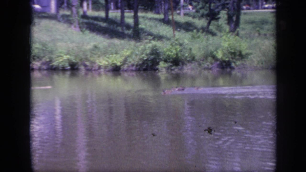 Crocodilian shape travels across a pond near a grassy, tree-lined bank.