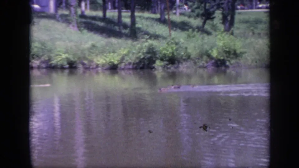 1968 Florida home-movie frame showing a low reptile form in the pond with trees and grass along the far shore.