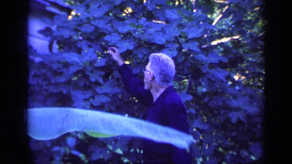 The 8mm frame shows the gray-haired man reaching high into a leafy tree in the Florida garden setting.