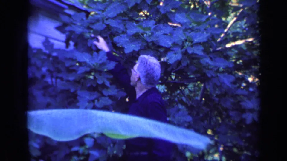 Near the end of the clip, the man looks upward into the leafy tree with his hand raised among the branches.