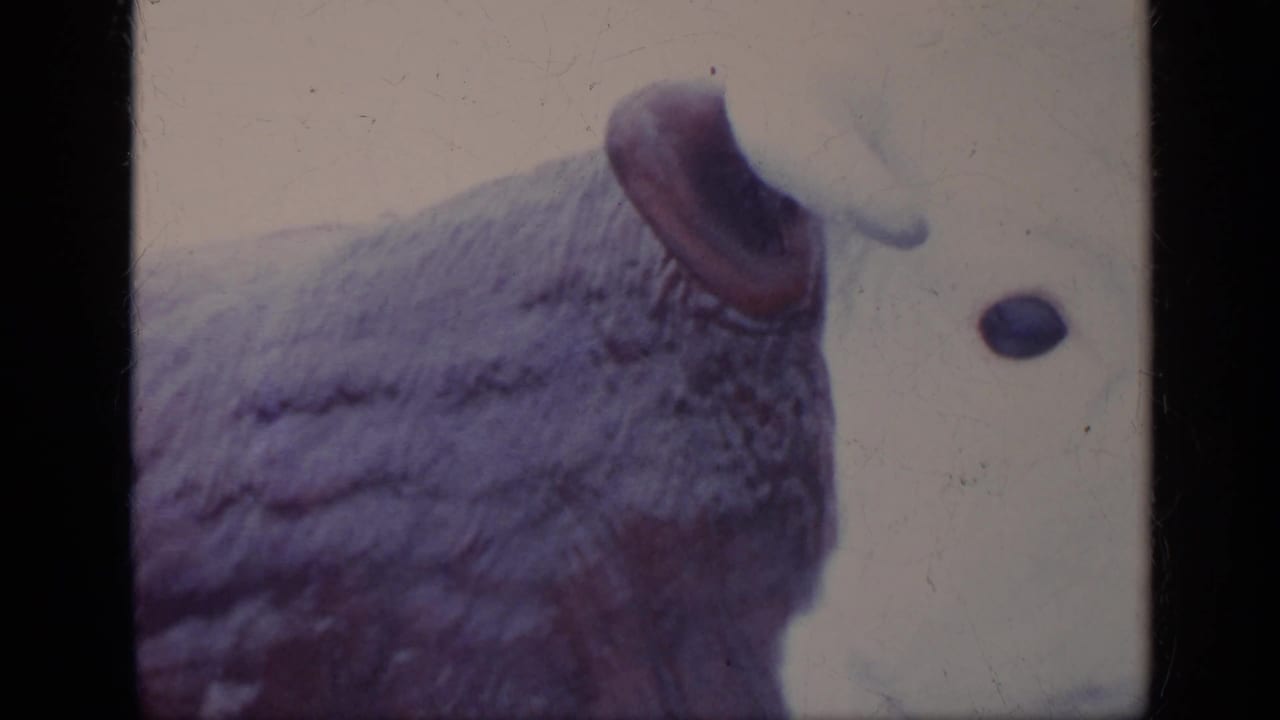 Close view of a large textured bull sculpture with one ear visible beside a pale wall.