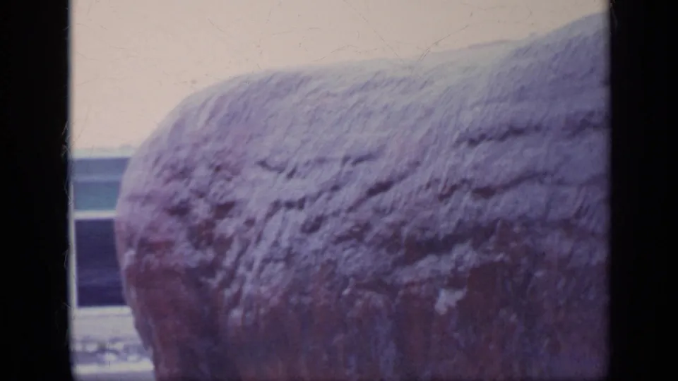 The camera frames the bull sculpture's weathered back and flank, with pavement and a building edge behind it.