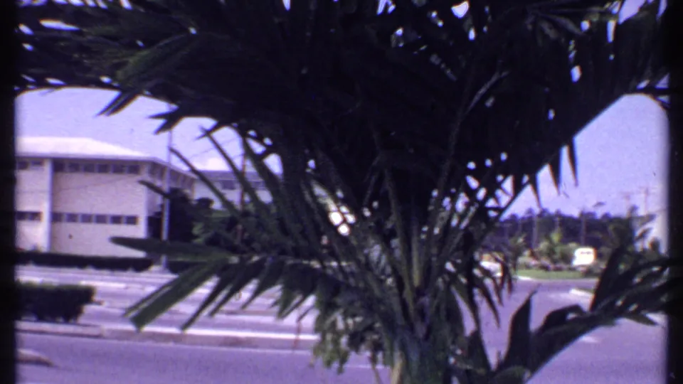 1969 Bahamas street frame where palm fronds cover much of the view, with a low building, road, hedge, and distant cars behind.