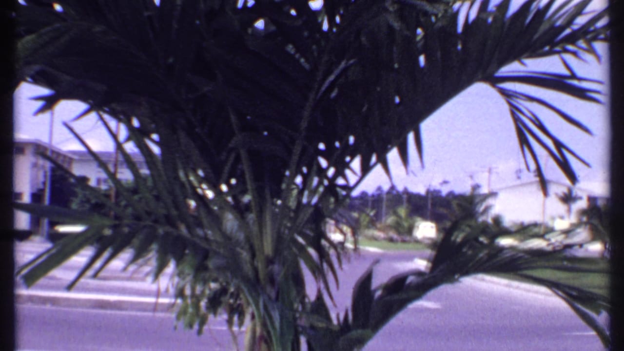 1969 Bahamas 8mm frame with palm fronds in the foreground, a quiet paved road, white buildings, lawns, and utility lines in the background.