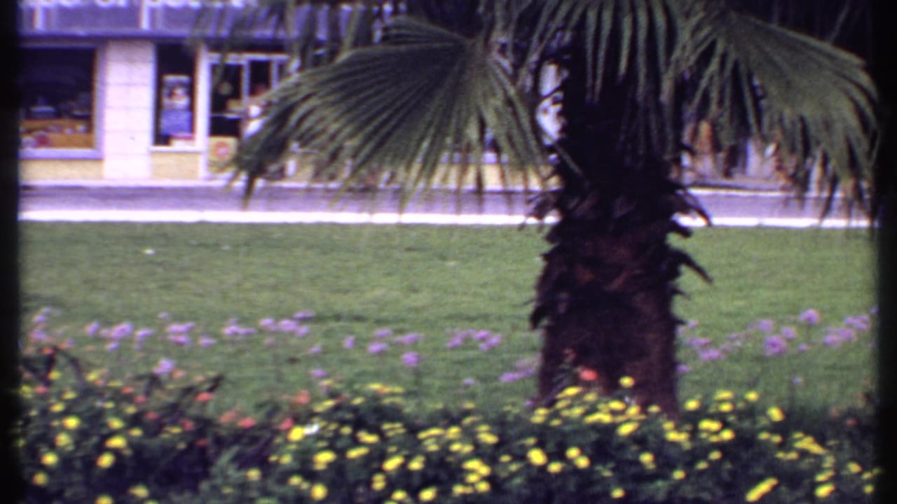 1969 Bahamas 8mm frame showing palm trunks, yellow and purple flowers, lawn, storefronts, and parked cars across the street.