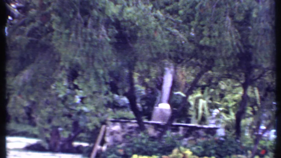 1969 Bahamas travel footage frame showing lush tropical landscaping, trees, palms, and a low stone wall.