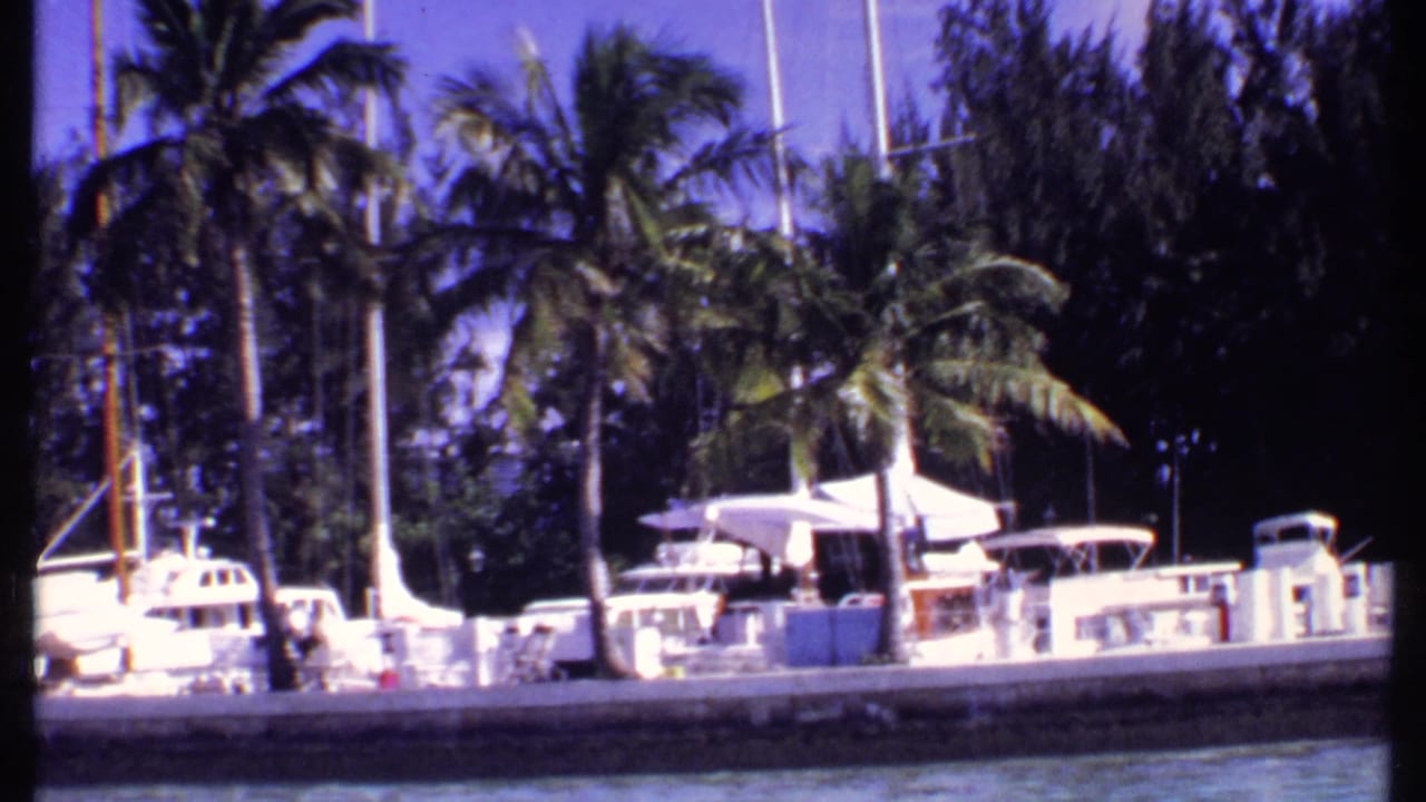 White boats moored at a palm-lined dock beside bright blue water.
