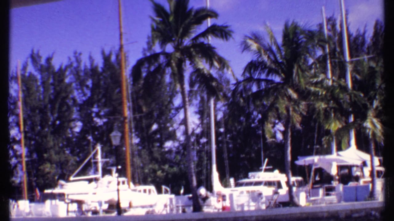 Moored white boats and tall sailboat masts in front of palms and foliage.