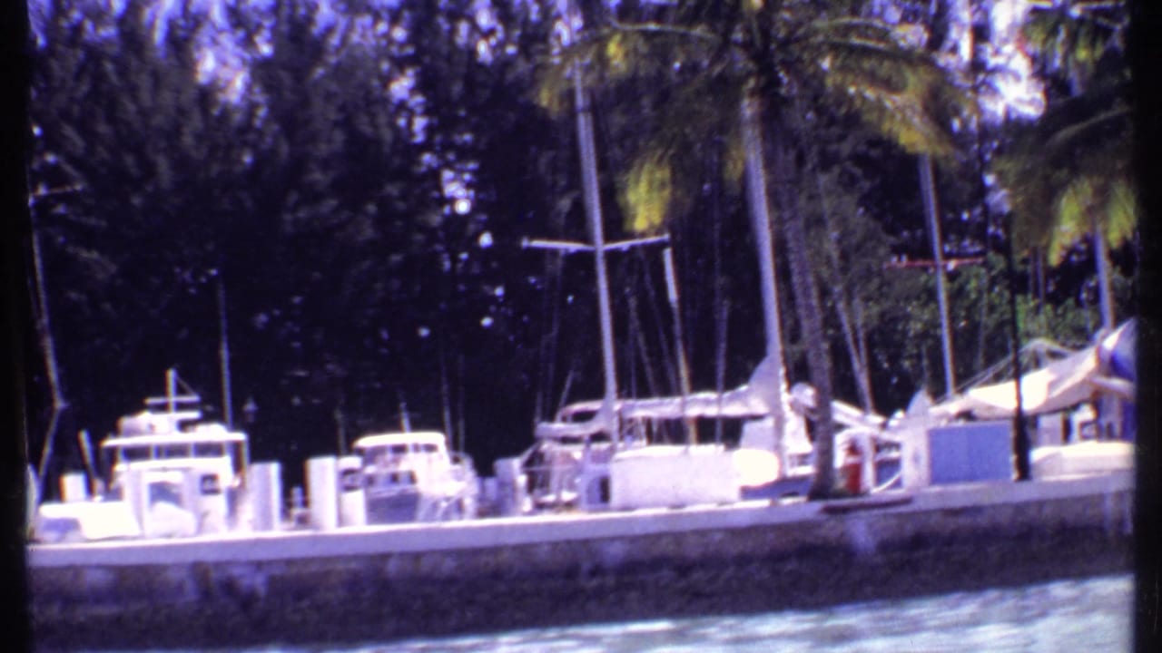 Several white boats tied along a marina wall with palms and dark trees behind them.