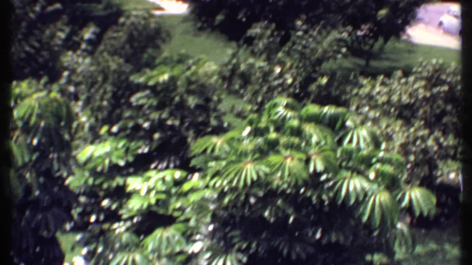 1969 Bahamas home-movie frame showing lush resort vegetation, palm fronds, and a partial roadside beyond.