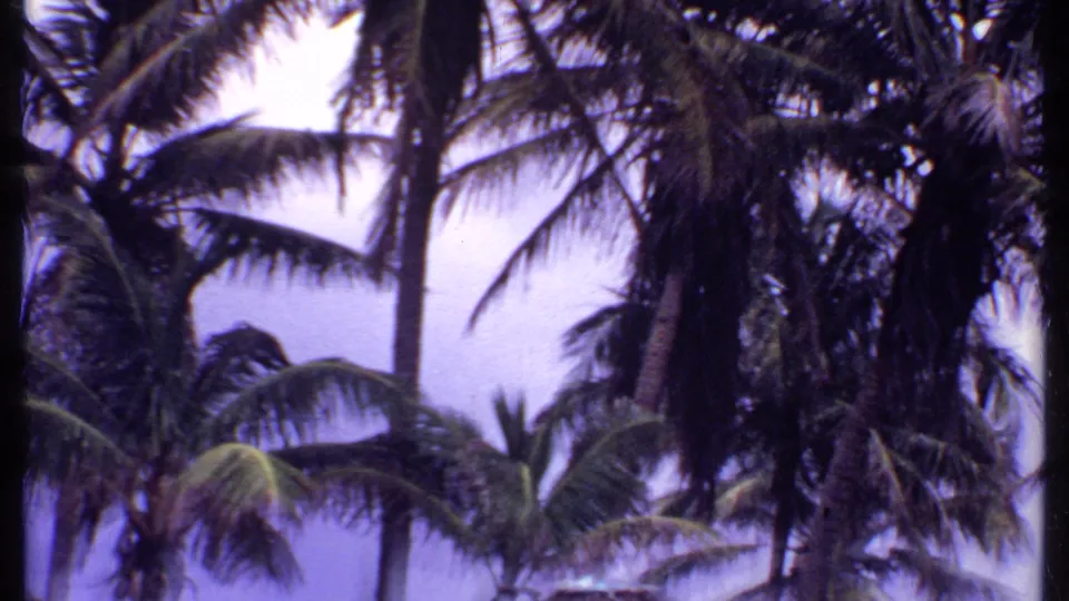 1969 Bahamas home-movie frame with tall palms dominating the view above a bright beach setting.