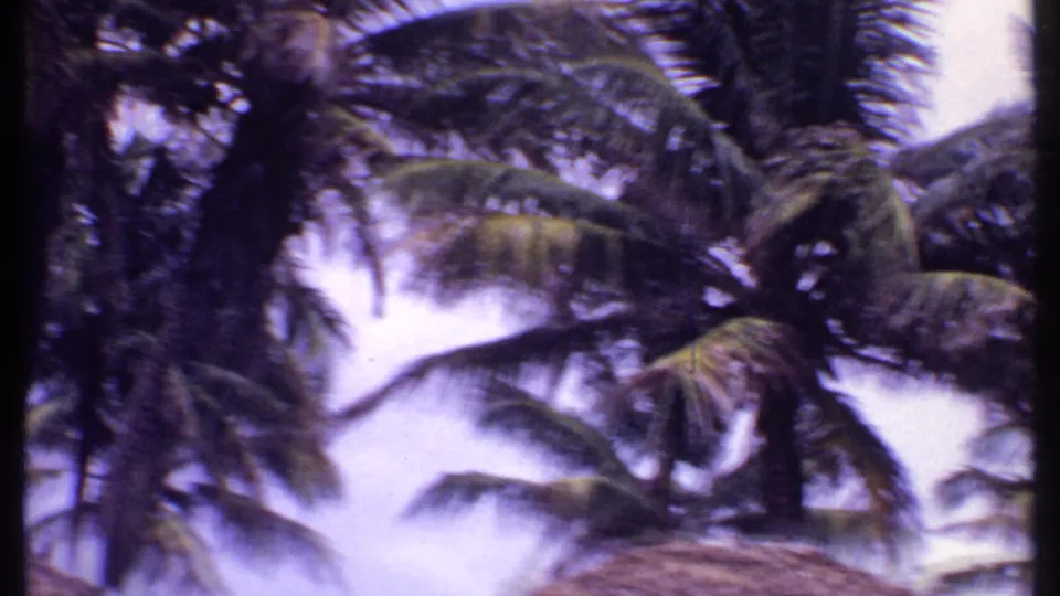 1969 Bahamas 8mm frame with overlapping palm fronds and trunks against a bright, purple-blue sky.