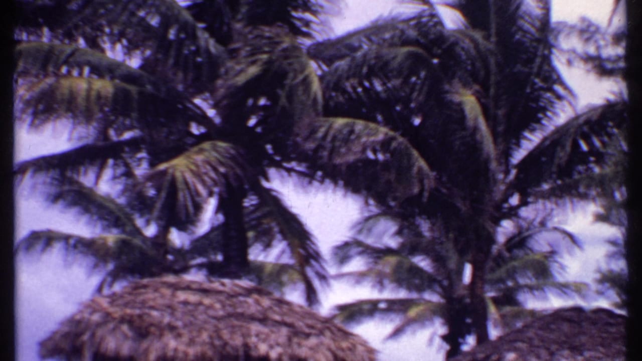 1969 Bahamas 8mm frame showing palm fronds above thatched-roof huts in a tropical getaway setting.