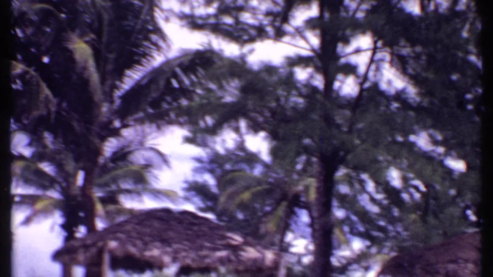 1969 Bahamas home-movie frame with tall palms, thatched rooflines, dense foliage, and a dark vertical foreground trunk.