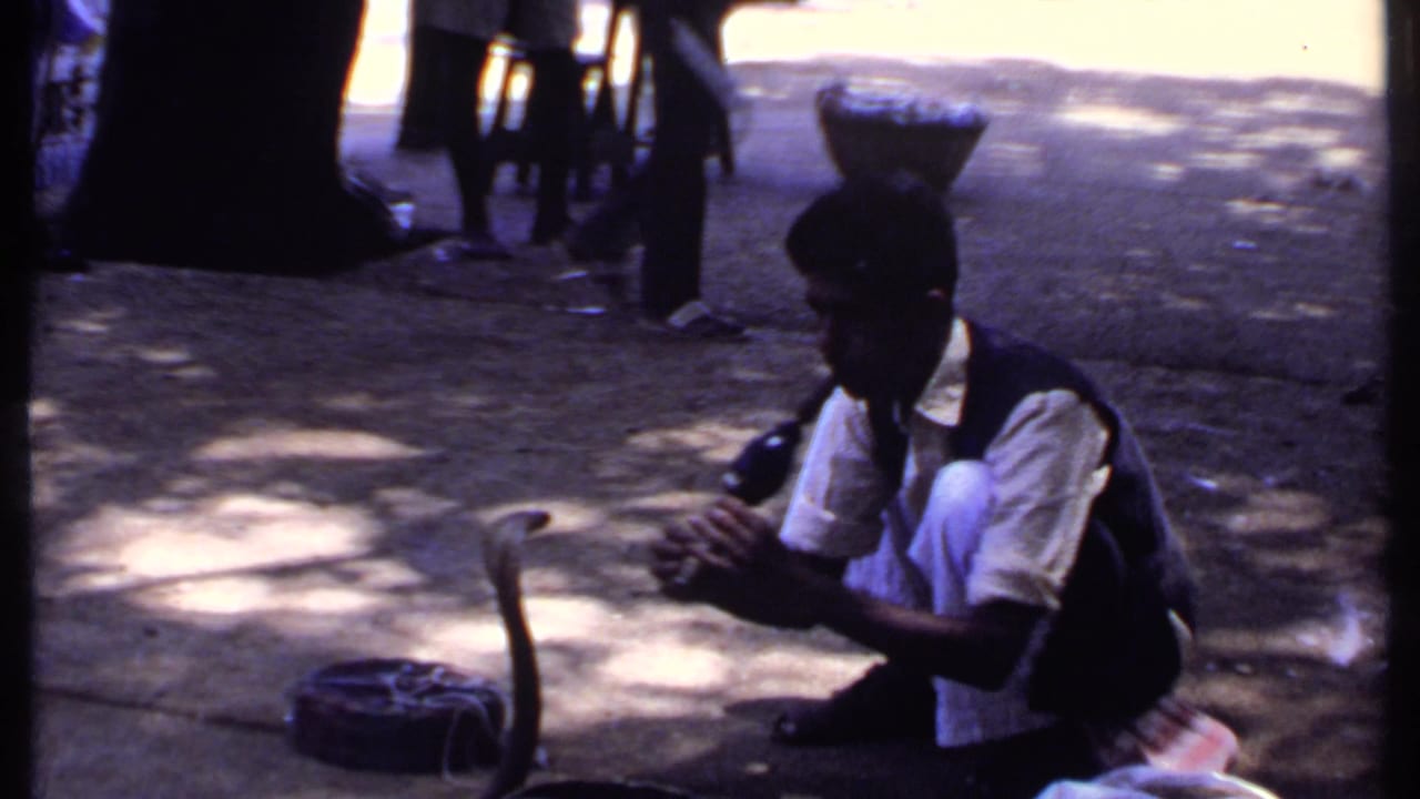 Snake charmer crouches near a raised cobra and basket under tree shade.