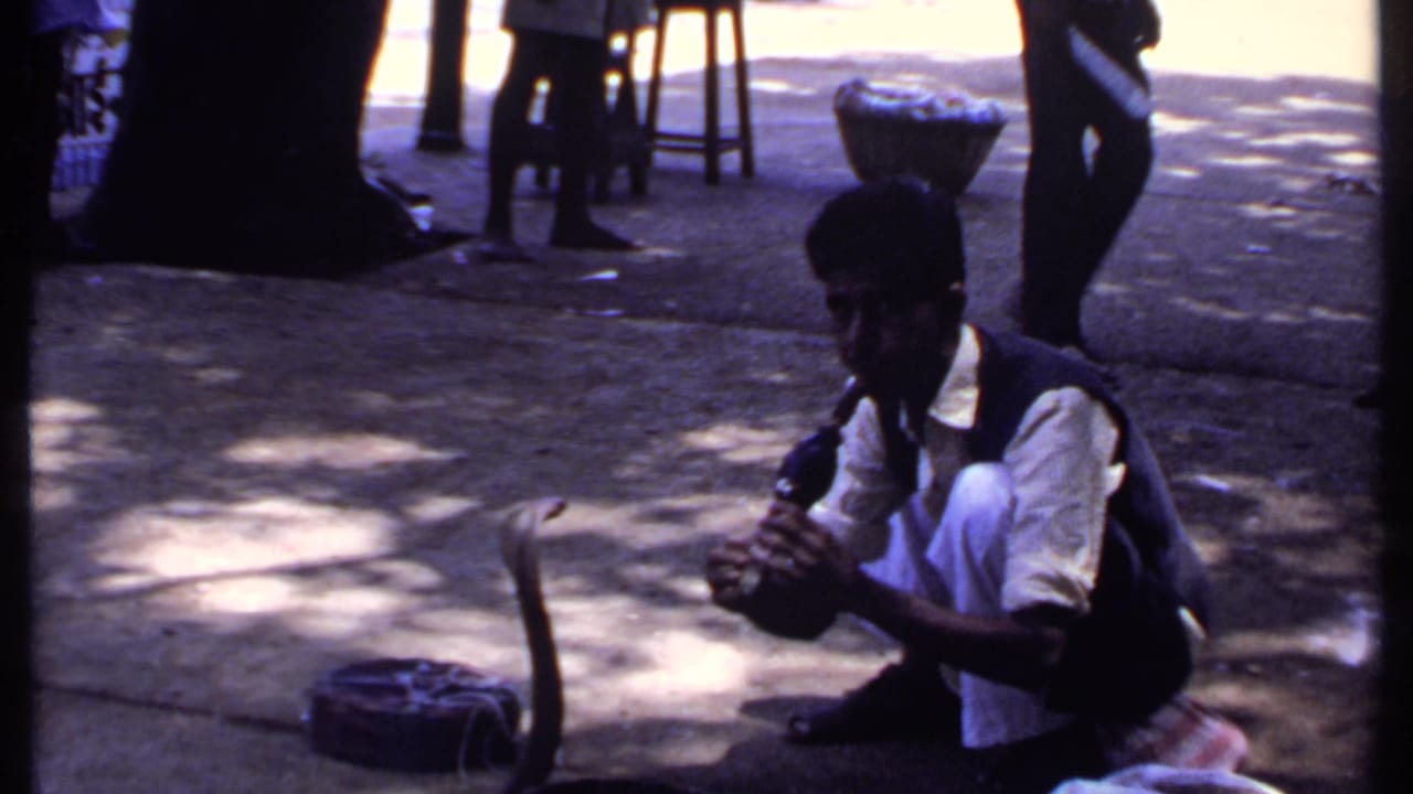 The snake charmer remains crouched in dappled shade as the cobra rises from the basket area and people stand behind the performance.