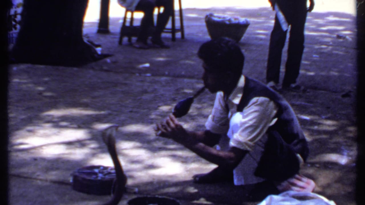 A man in a white shirt and dark vest crouches beside a raised cobra in this India home-movie frame from 1969.