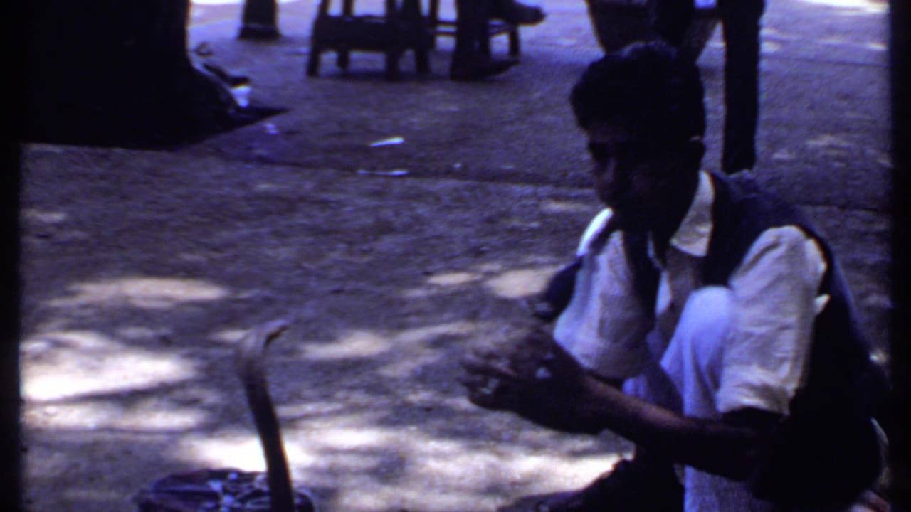 The snake charmer remains crouched beside the cobra and basket, with strong tree shadows and background legs visible in the street scene.