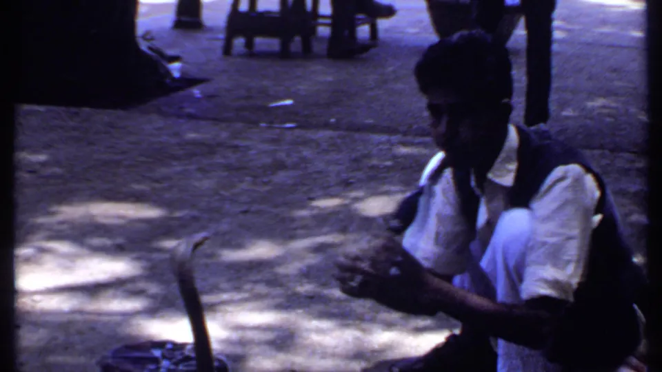 The snake charmer remains crouched beside the cobra and basket, with strong tree shadows and background legs visible in the street scene.
