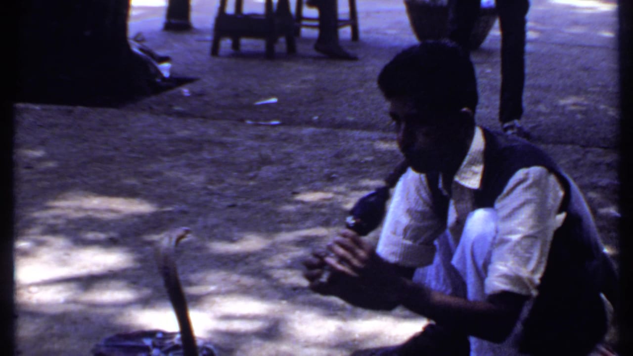 Crouching man plays a flute near a cobra on a sun-dappled street.