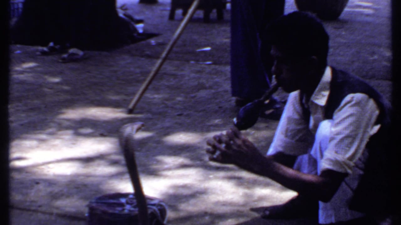 A cobra lifts from a round basket as the snake charmer, partly in shadow, plays a flute in this 1969 India 8mm frame.