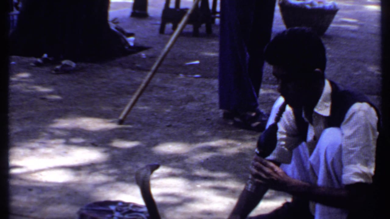 The performer in a white shirt and dark vest holds his instrument as the cobra lifts near a basket in 1969 India footage.