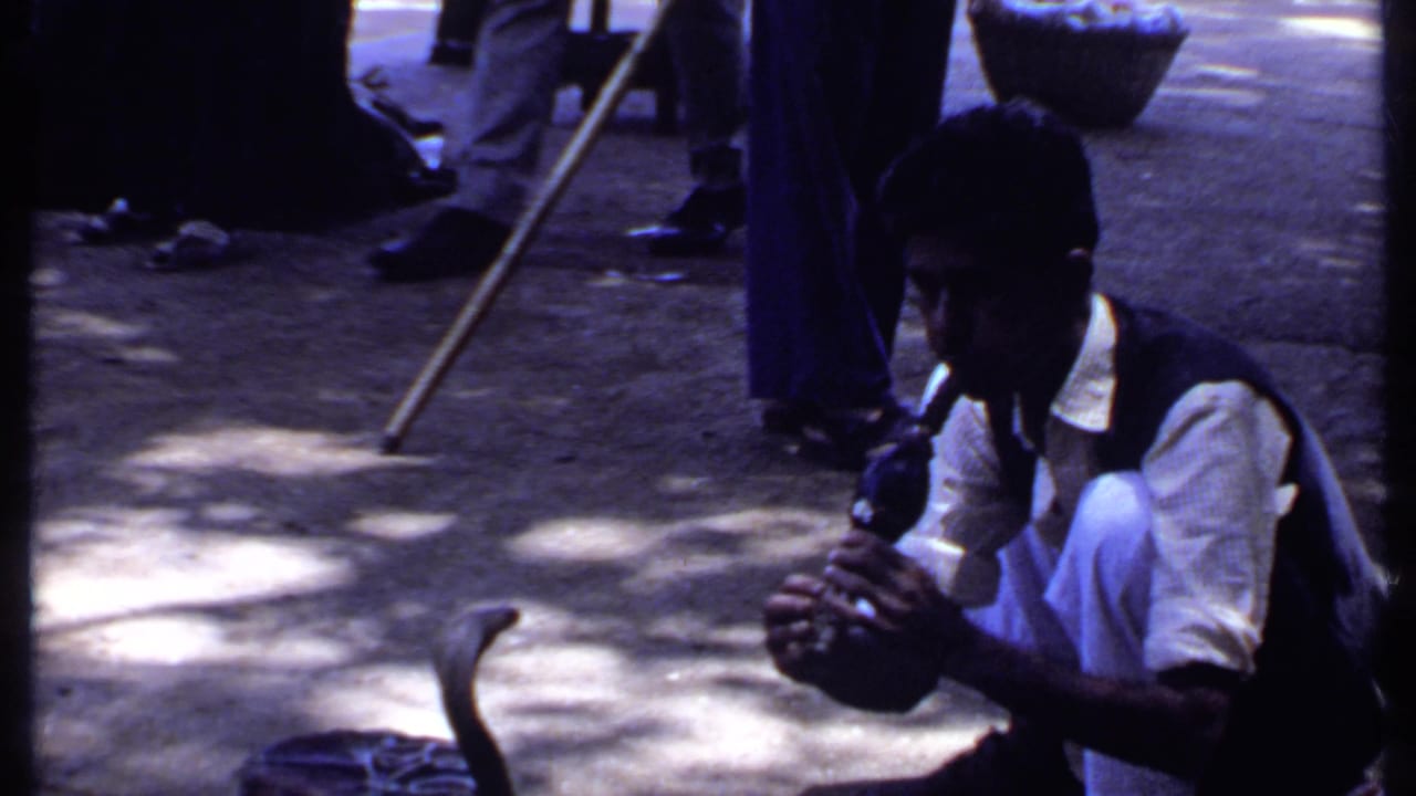 Crouching man holds a cobra with its hood raised on sun-dappled pavement.