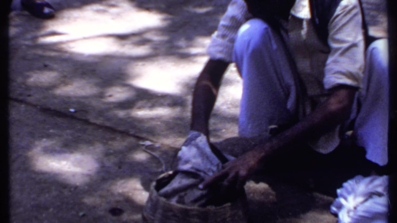The 1969 India home-movie frame shows the handler crouched near a basket as the cobra extends across the sunlit pavement.