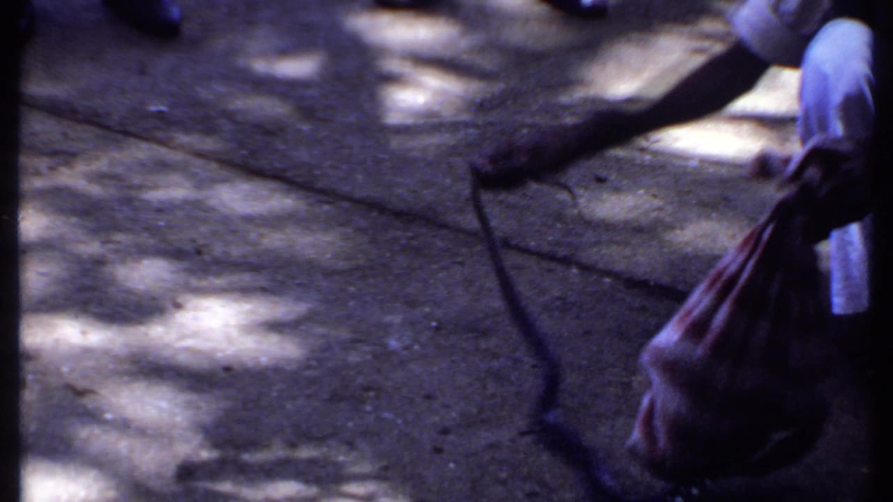 In the closing frame, the cobra extends over shaded pavement while a crouching person and soft bag or basket remain at the right edge.