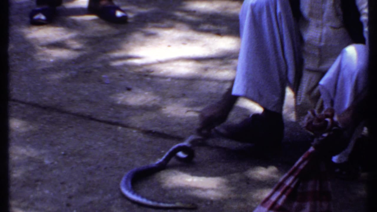 1969 India frame showing a dark snake loose on concrete beside crouching men during the handling routine.