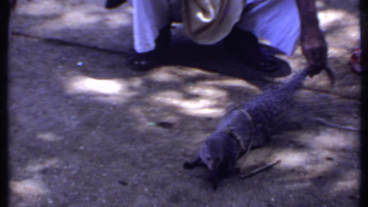 Crouching adult near a dark mongoose and pale snake on sunlit pavement.