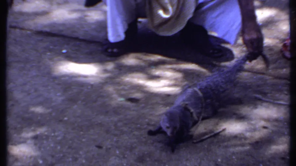 1969 India 8mm frame showing a crouching adult close to a dark mongoose as a pale snake lies on dappled pavement.