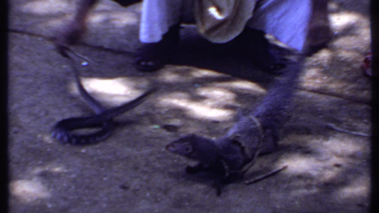Mongoose near a pale snake while a crouching adult watches from above.
