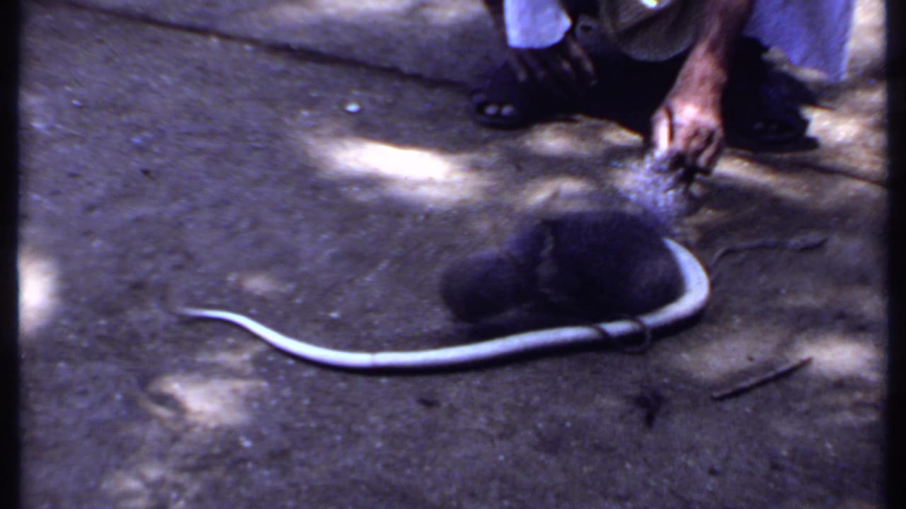 1969 India 8mm frame showing an adult hand over a dark mongoose while a pale snake curves across the sunlit ground.
