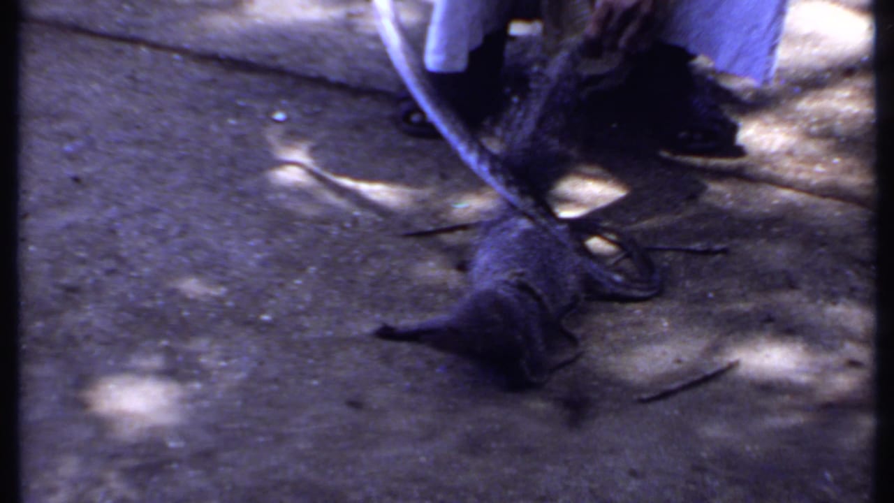 1969 India home-movie frame showing the pale snake raised or twisting close to the dark mongoose on dappled pavement.