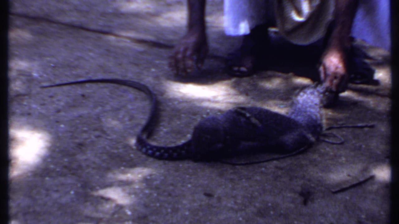 Kneeling person reaches near a small dark animal and a long snake on concrete.