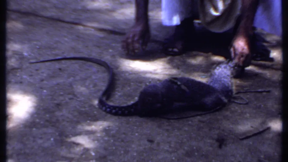 In 1969 India home-movie footage, a kneeling person reaches toward a small dark animal beside a long snake on sun-dappled concrete.