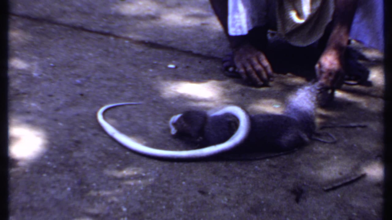 The small dark animal lies beside a pale curved snake while a crouching person remains close on the shaded concrete surface.