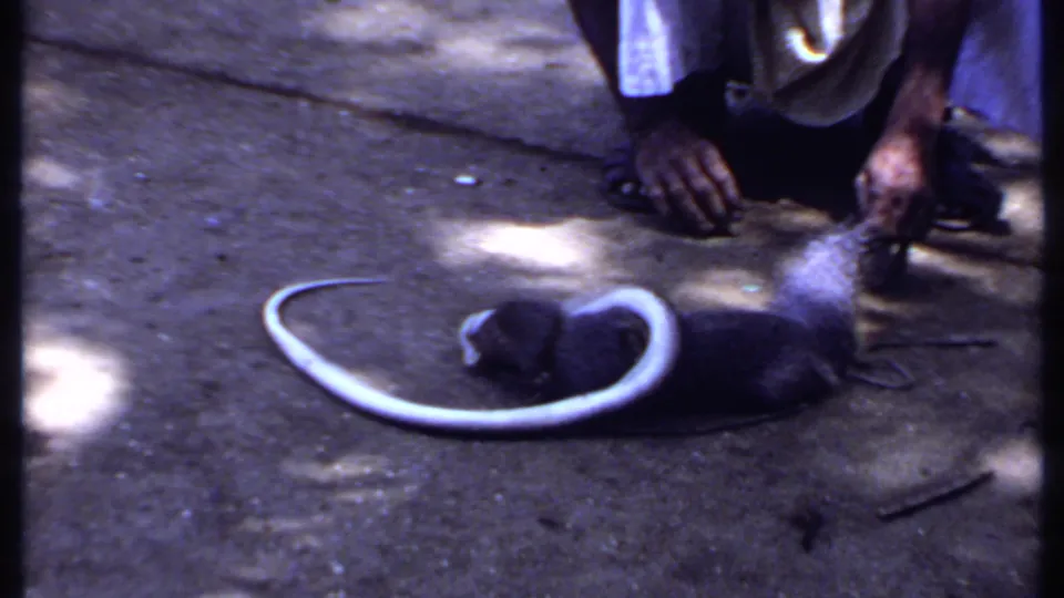The small dark animal lies beside a pale curved snake while a crouching person remains close on the shaded concrete surface.